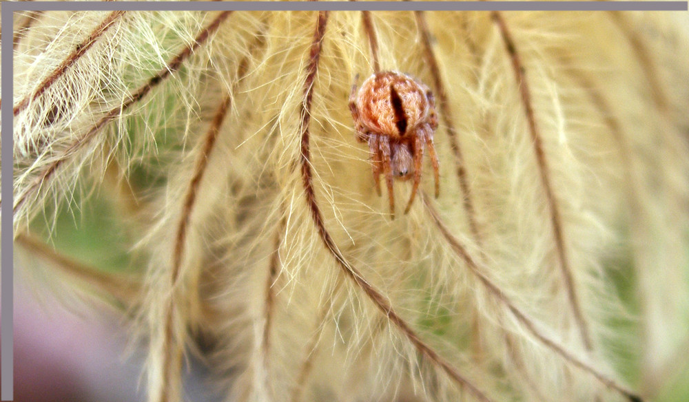 Petite araignée