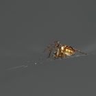 Petite araignée