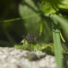 Petite araignée de mon jardin