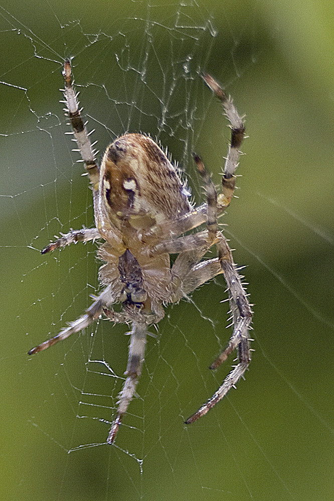 Petite Araignée