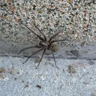 petite araignée sur ma terrasse