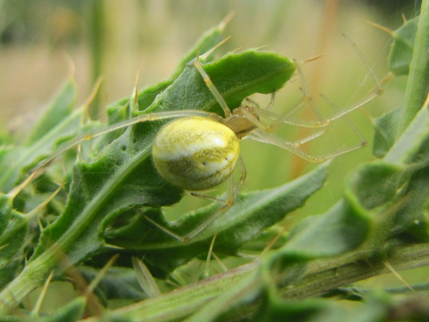 petite araigniè verte