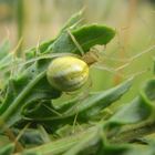 petite araigniè verte