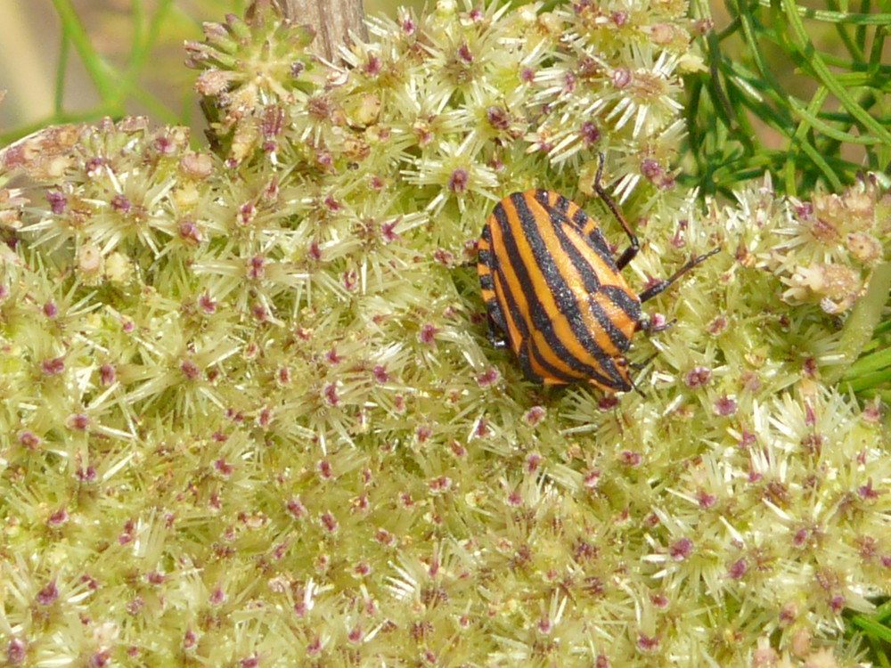 petite balade sur la fleur....