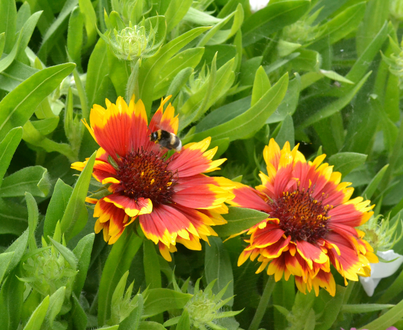 Petite ballade au jardin