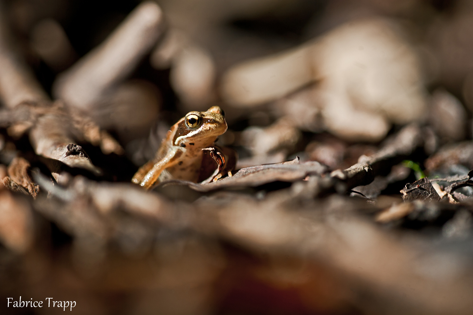 Petite ballade dans les bois.