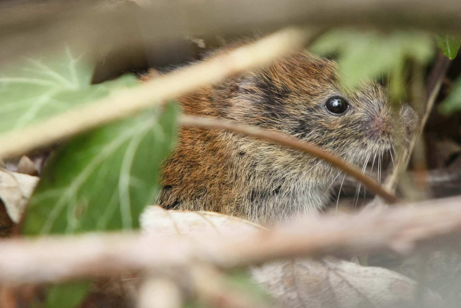 petite ballade en fôret