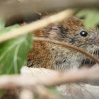 petite ballade en fôret