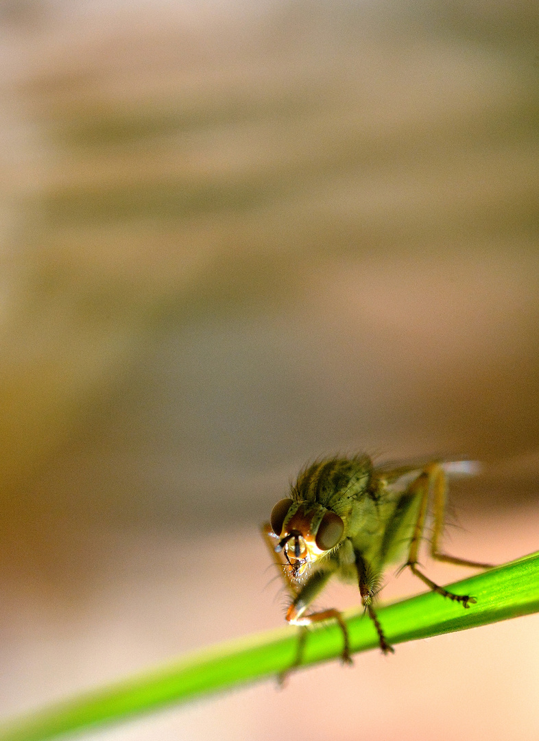 petite bèbète verte