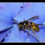 " Petite bestiole sur fond d'hortensia "