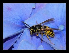 " Petite bestiole sur fond d'hortensia "