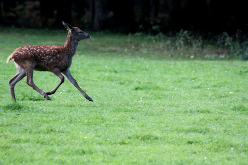petite biche Image & Photo de cazac de La photographie animalière