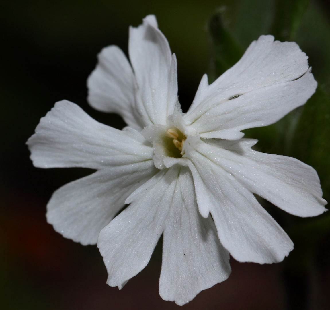 petite blanche