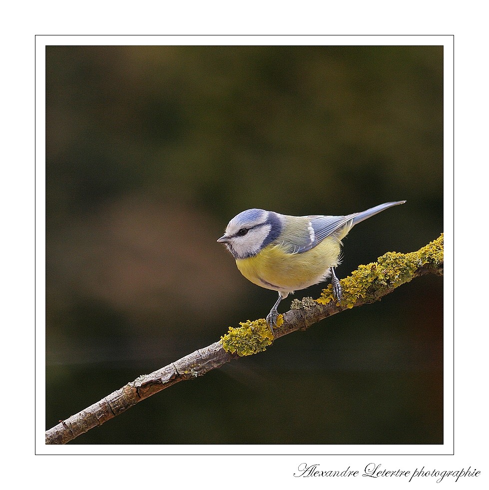 petite bleue