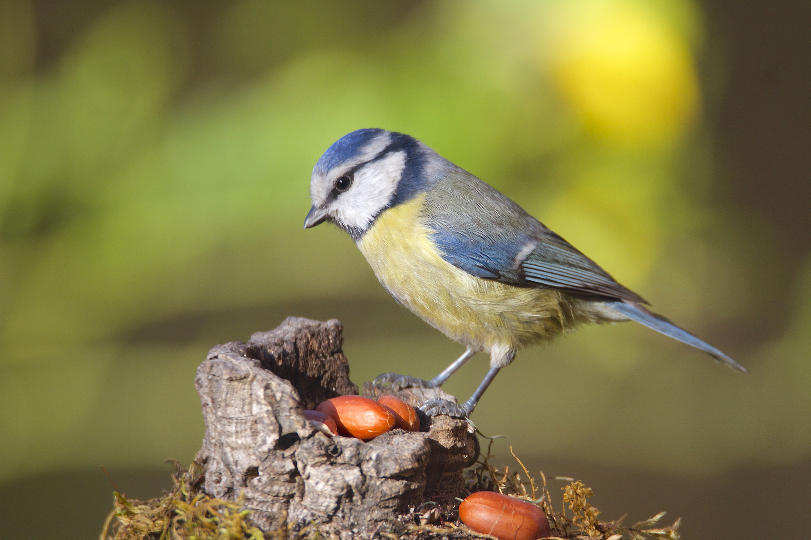 Petite bleue