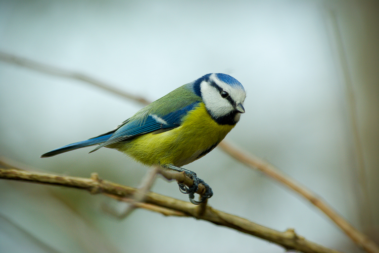 petite bleue