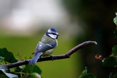 " Petite bleue "