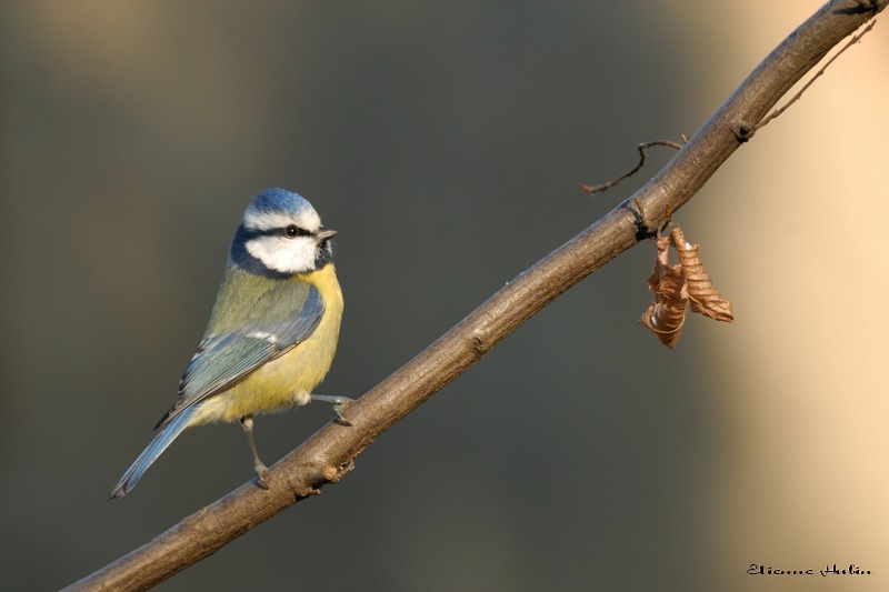 Petite bleue