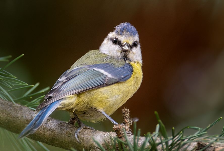 Petite bleue (Cyanistes caeruleus, mésange bleue)