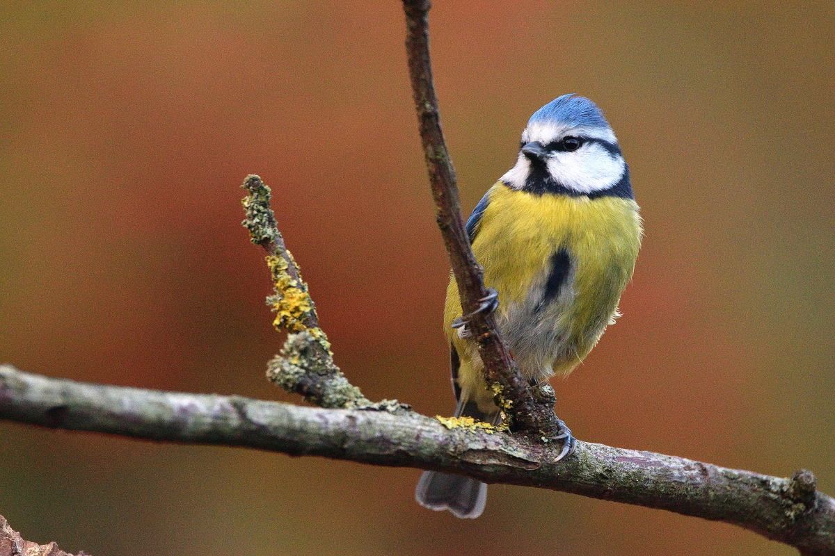 Petite bleue du jour