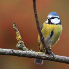 Petite bleue du jour