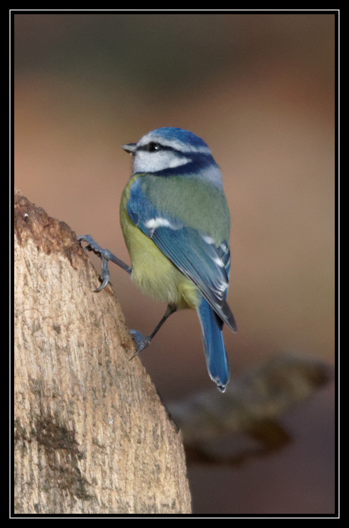 Petite bleue en quette de nourriture ..