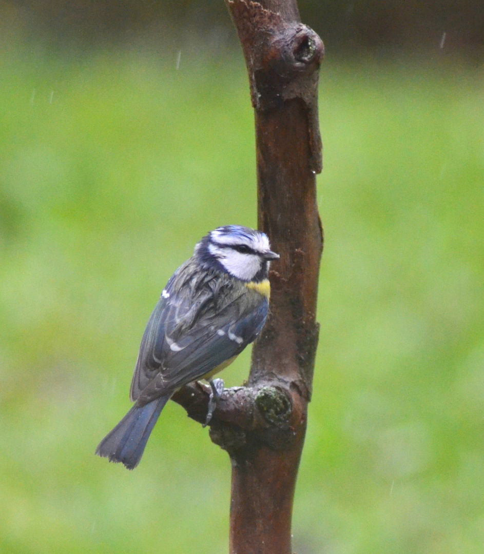 petite bleue sous la pluie