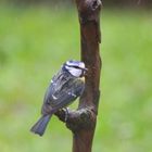 petite bleue sous la pluie