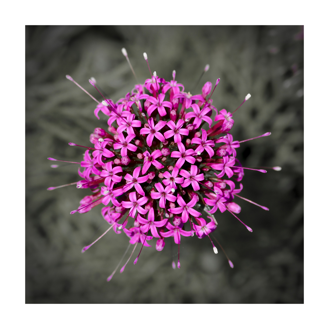 petite boule de fleurs