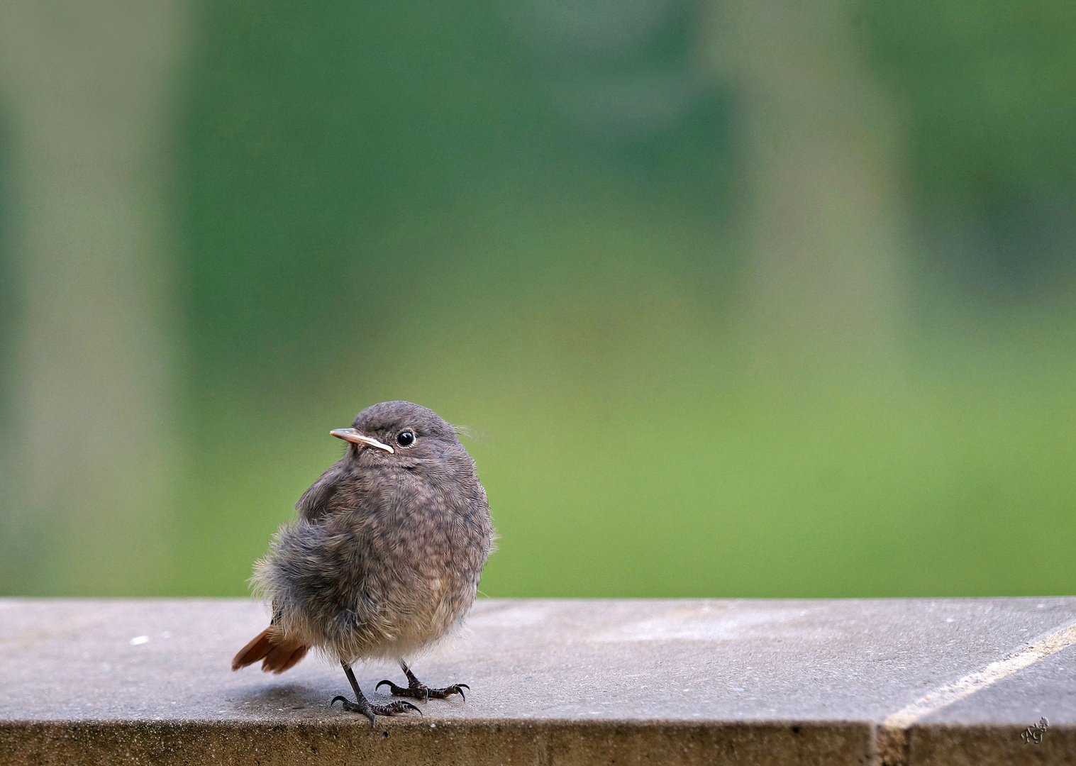 petite boule de plumes