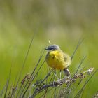 Petite boule de plumes