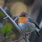 Petite boule...de plumes