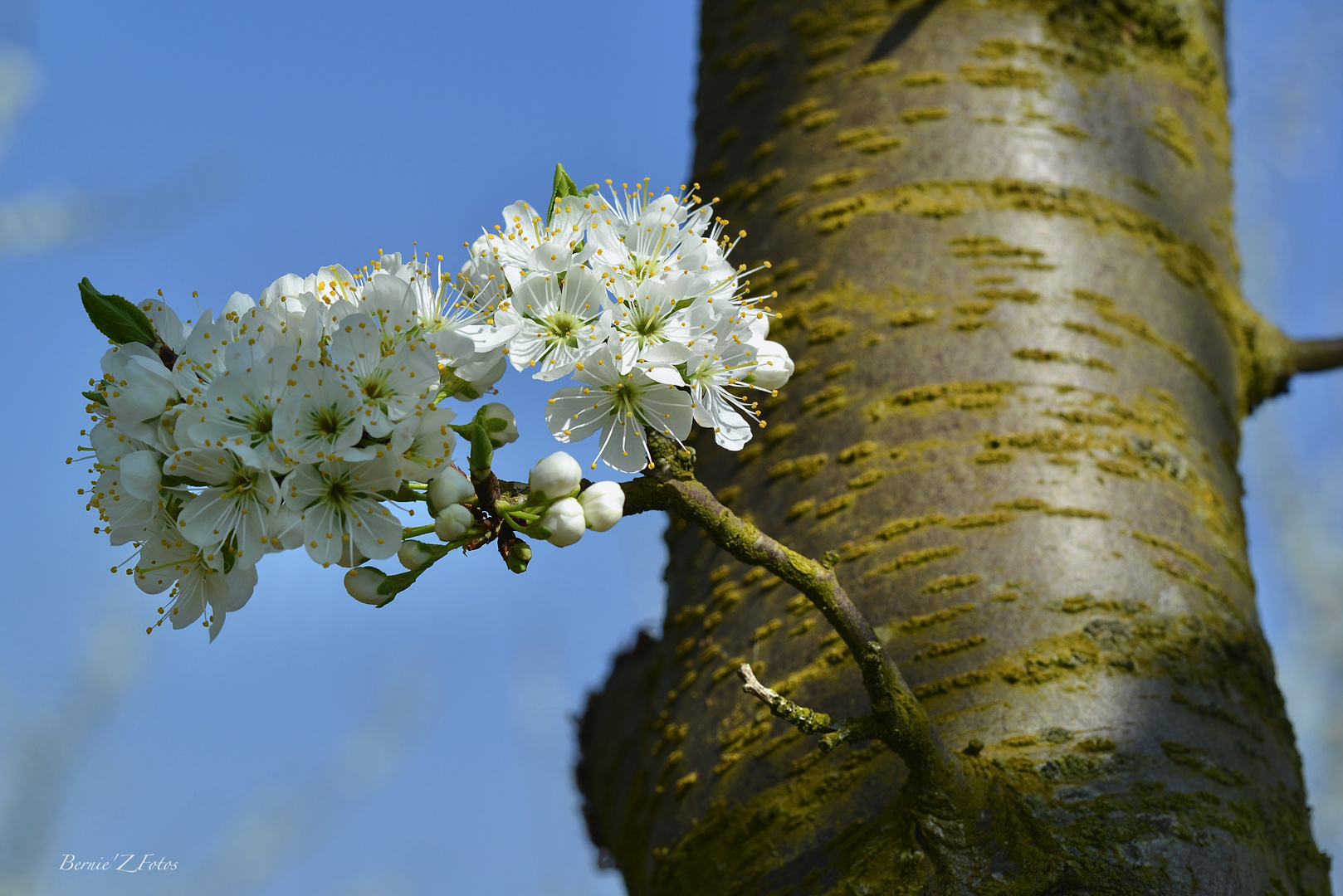 Petite branche deviendra grande