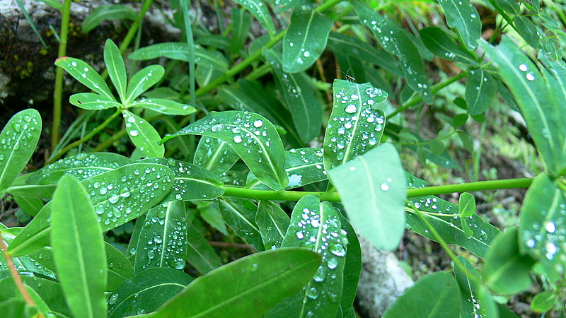 Petite bête après la pluie.