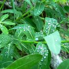 Petite bête après la pluie.