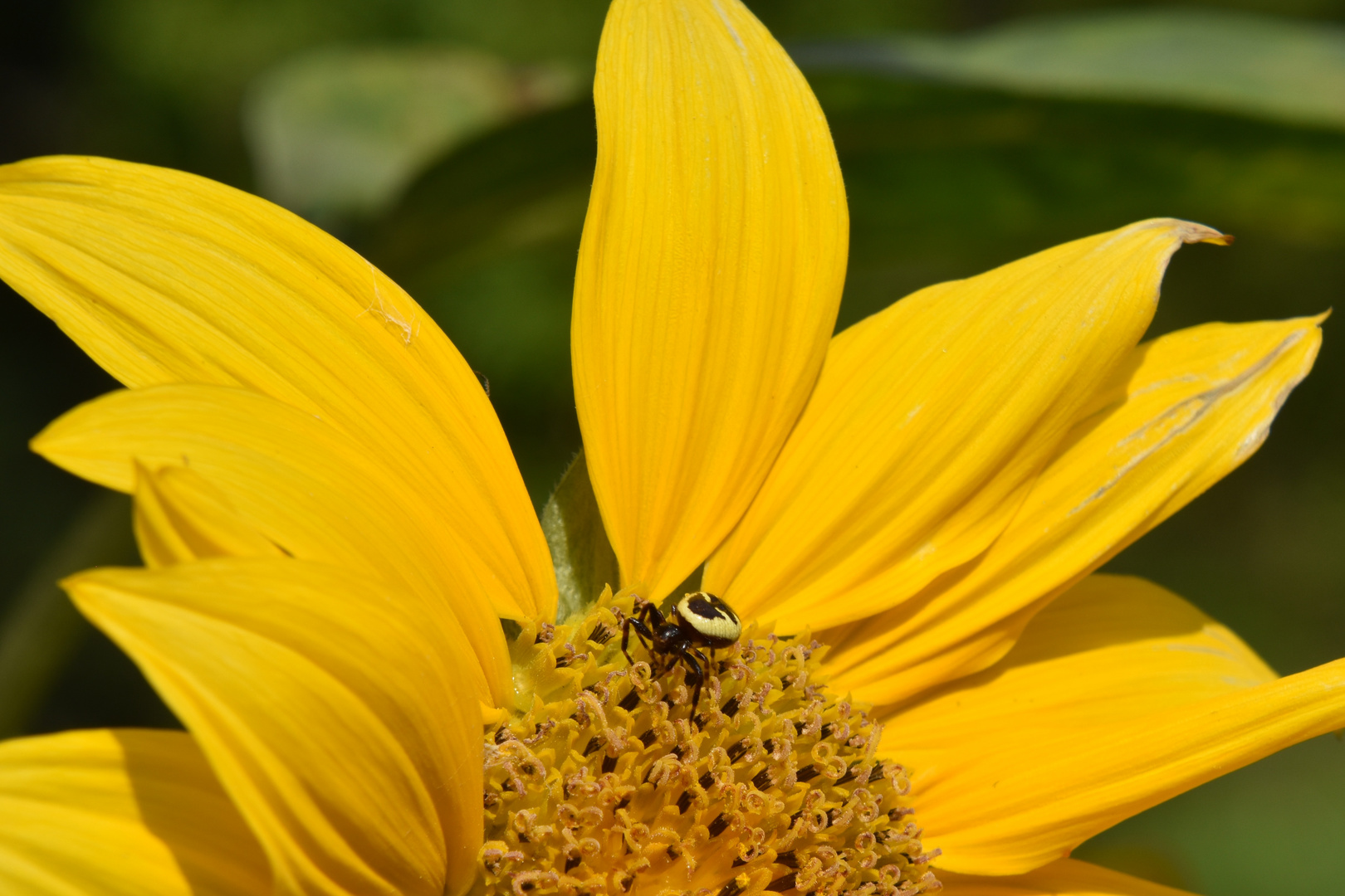 Petite bête sur fleur de tournesol