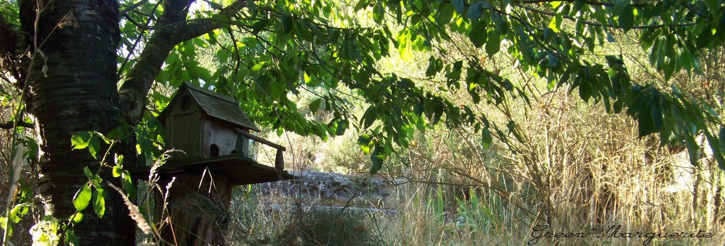 Petite cabane à oiseaux...