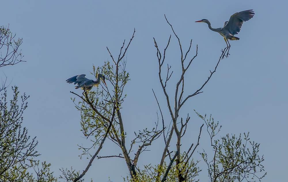 Petite Camargue 01