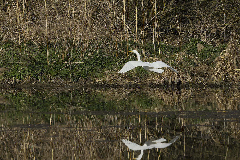 Petite Camargue 03