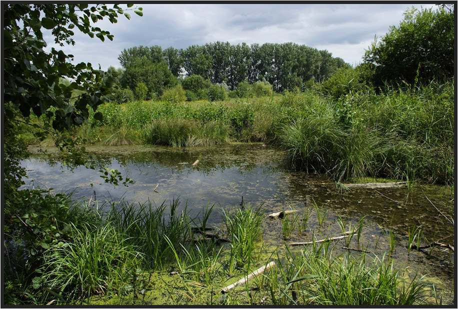 PETITE CAMARGUE ALSACIENNE