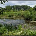 PETITE CAMARGUE ALSACIENNE