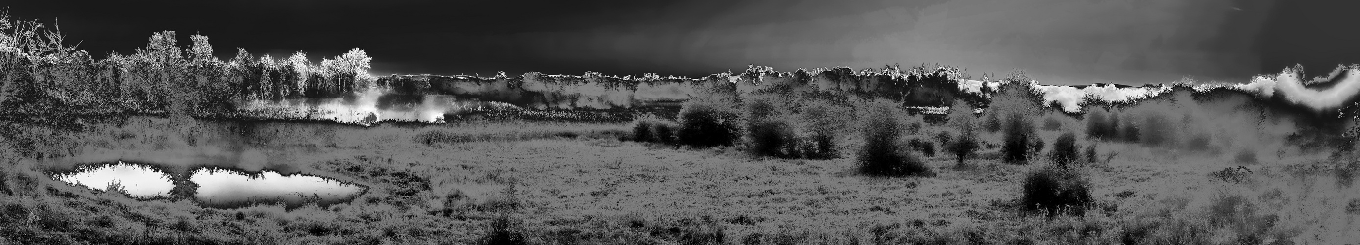 petite camargue alsacienne