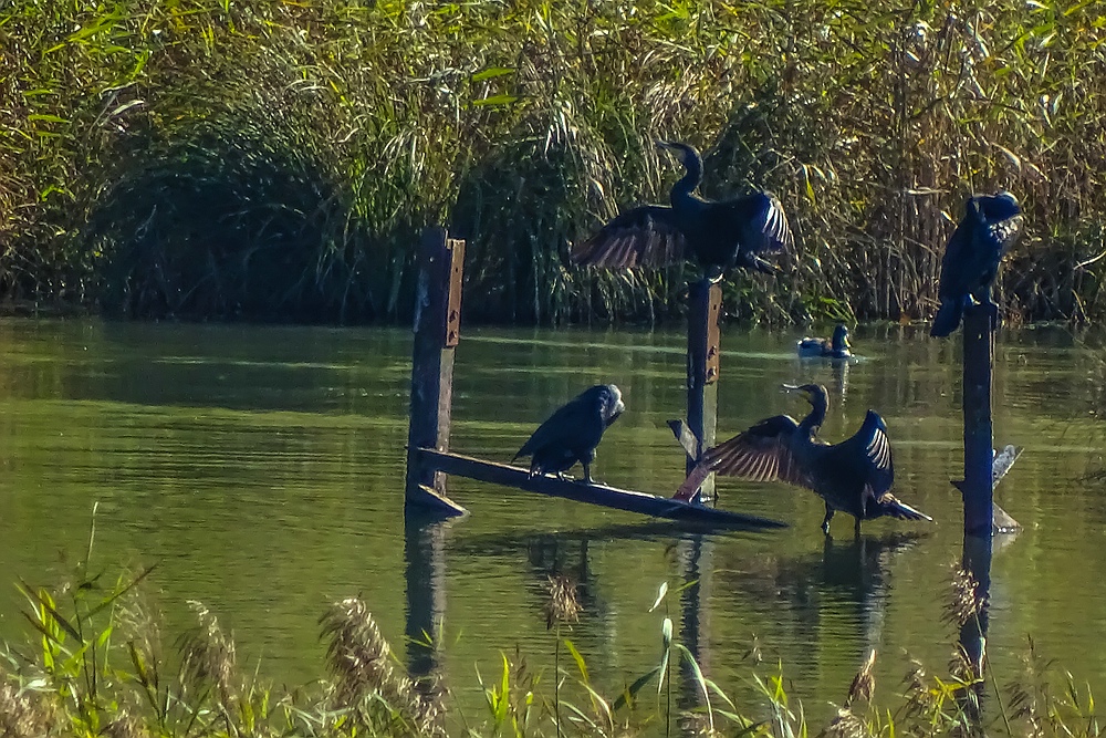 Petite Camargue.06