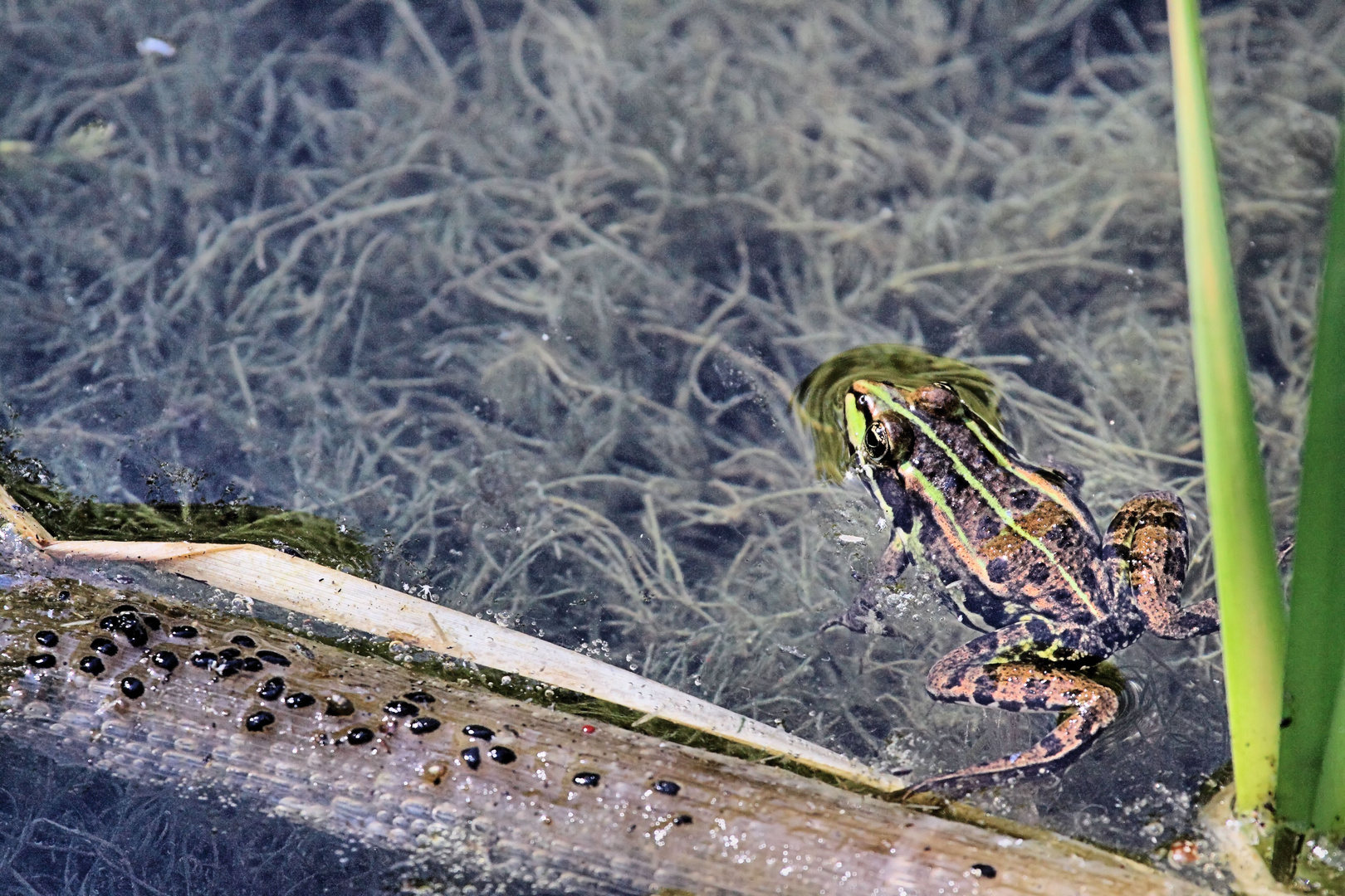 Petite Carmargue Alsacienne - Rheinwaldaue - Frosch