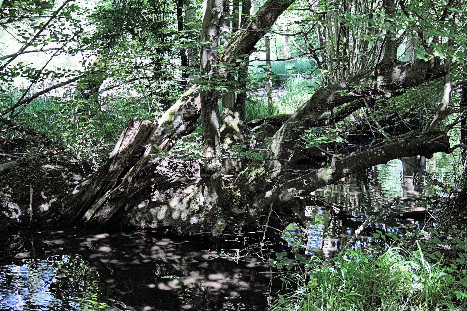 Petité Carmargue Alsacienne - Rheinwaldaue - Rheinwalddschungel