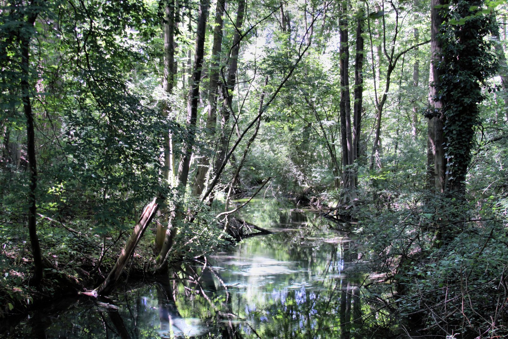 Petite Carmargue Alsacienne - Rheinwalddschungel - Rheinwaldaue