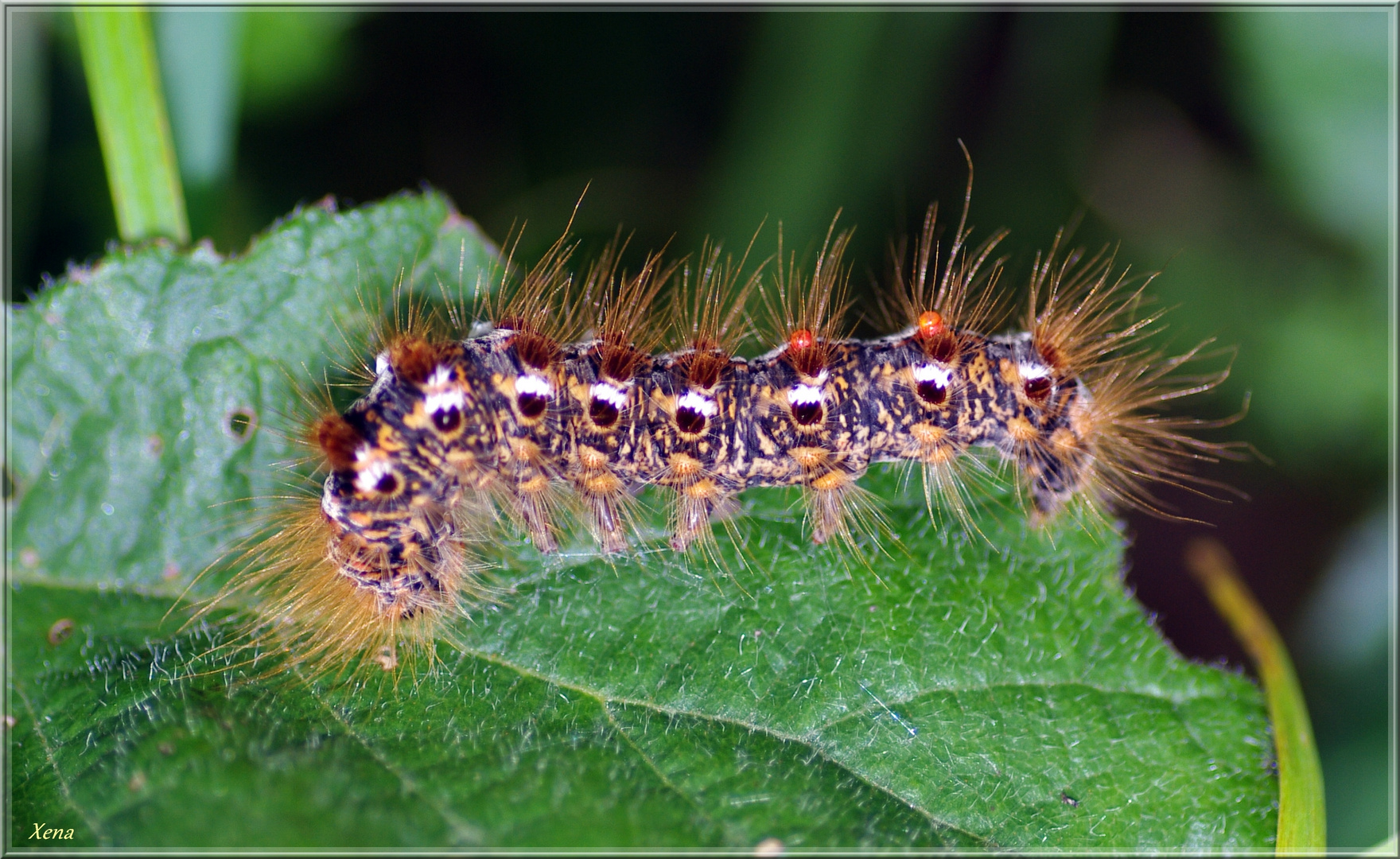 petite chenille deviendra joli papillon