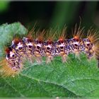 petite chenille deviendra joli papillon