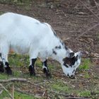 Petite chèvre dans la ferme voisine