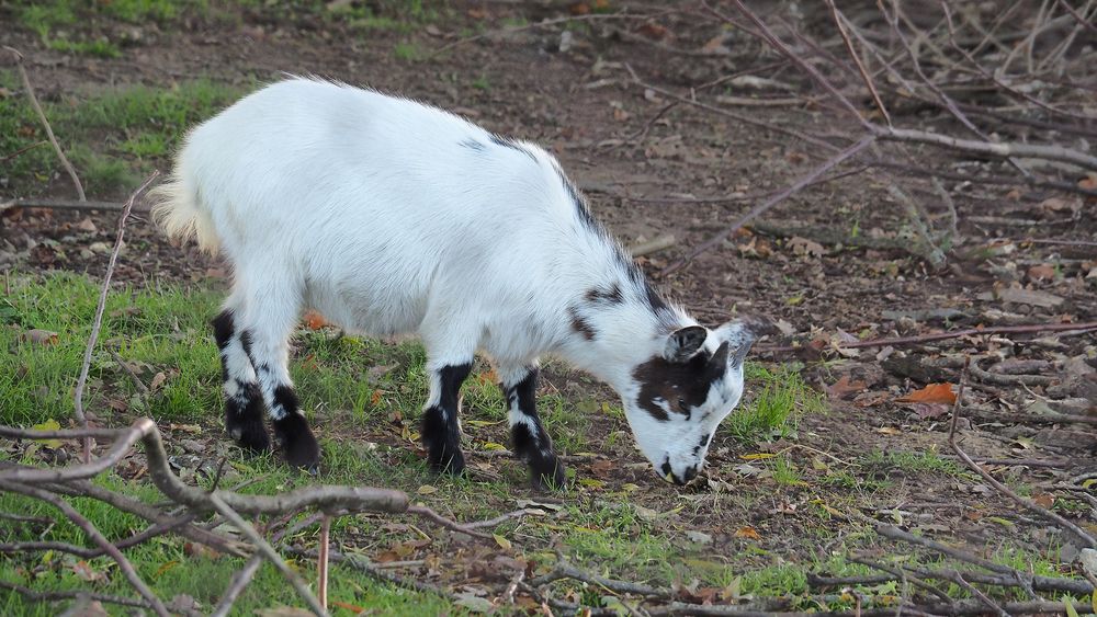Petite chèvre dans la ferme voisine